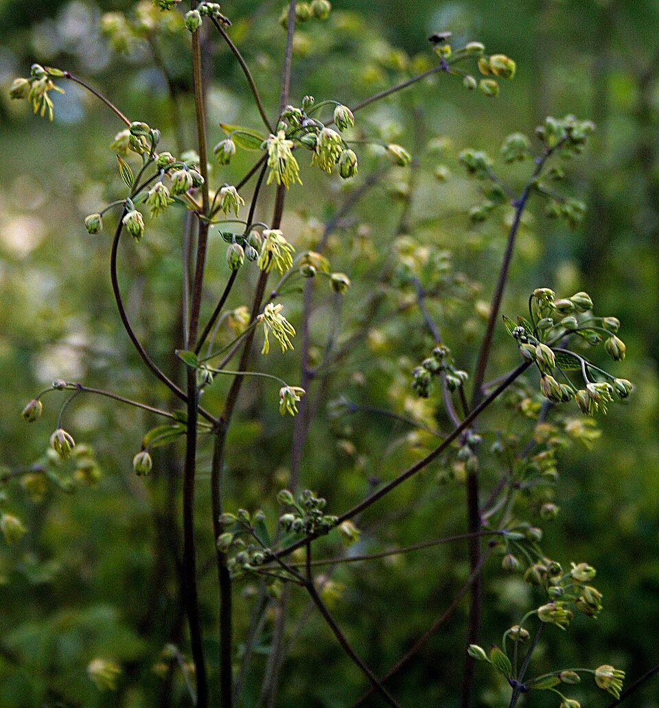 Thalictrum minus (Lesser Meadow-rue) (alternate view 8)