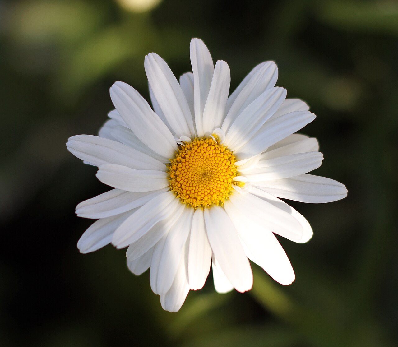 Leucanthemum (Daisy)