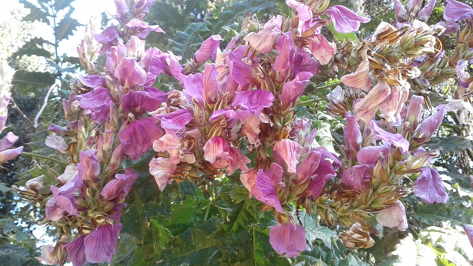 Acanthus (Acanthus)