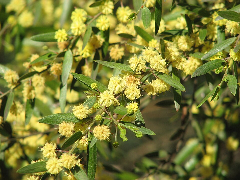 Acacia verniciflua (Varnish Wattle)