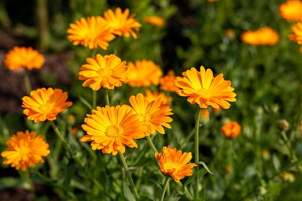 Calendula (marigolds) (alternate view 2)
