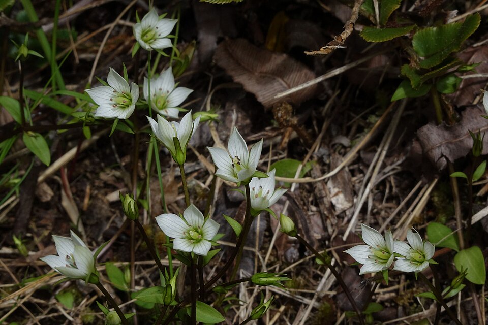 Gentianella (dwarf gentians) (alternate view 4)