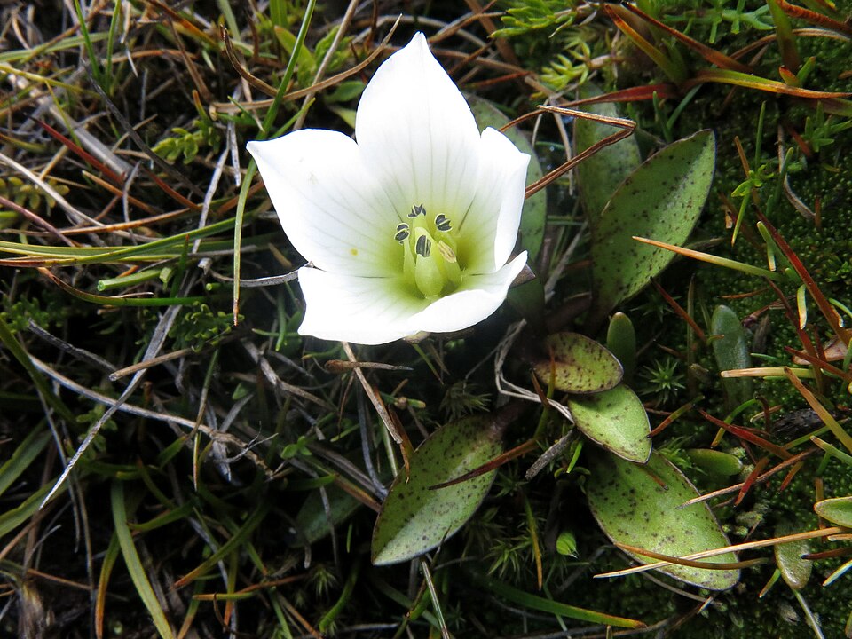Gentianella (dwarf gentians) (alternate view 5)