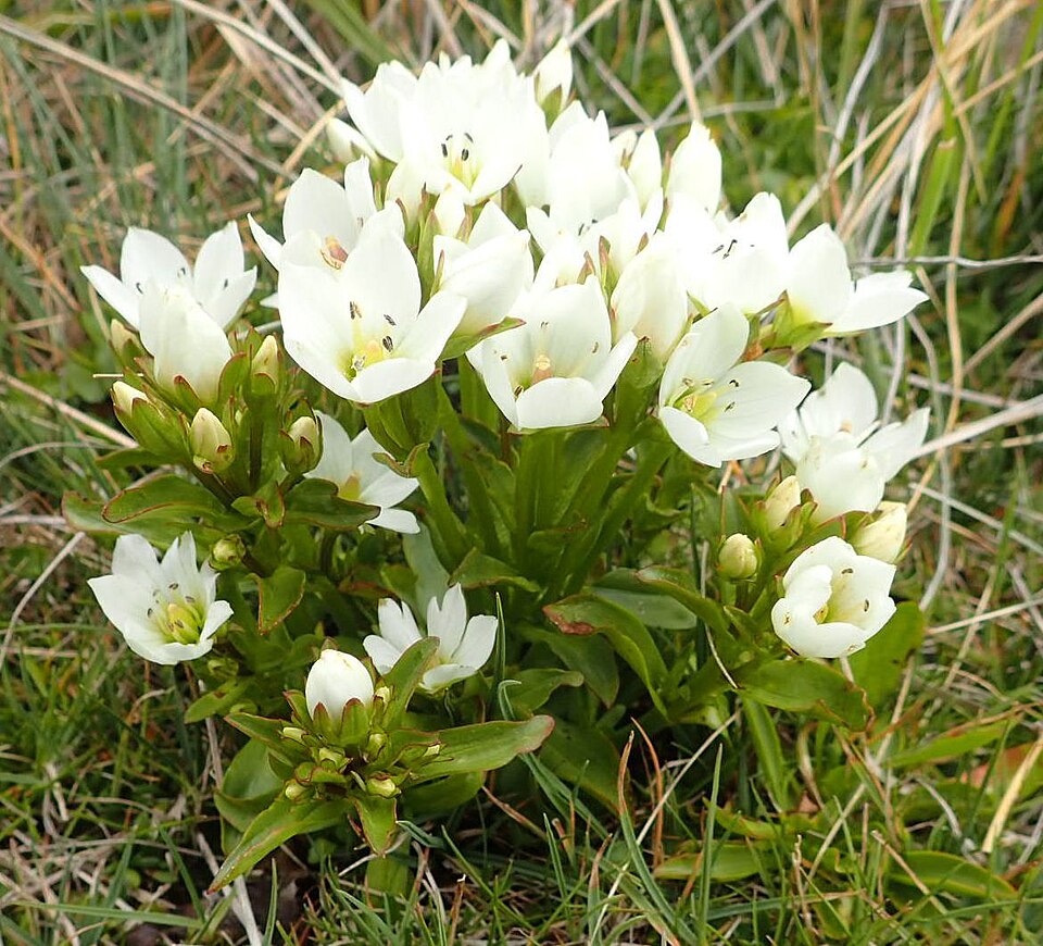 Gentianella (dwarf gentians) (alternate view 6)