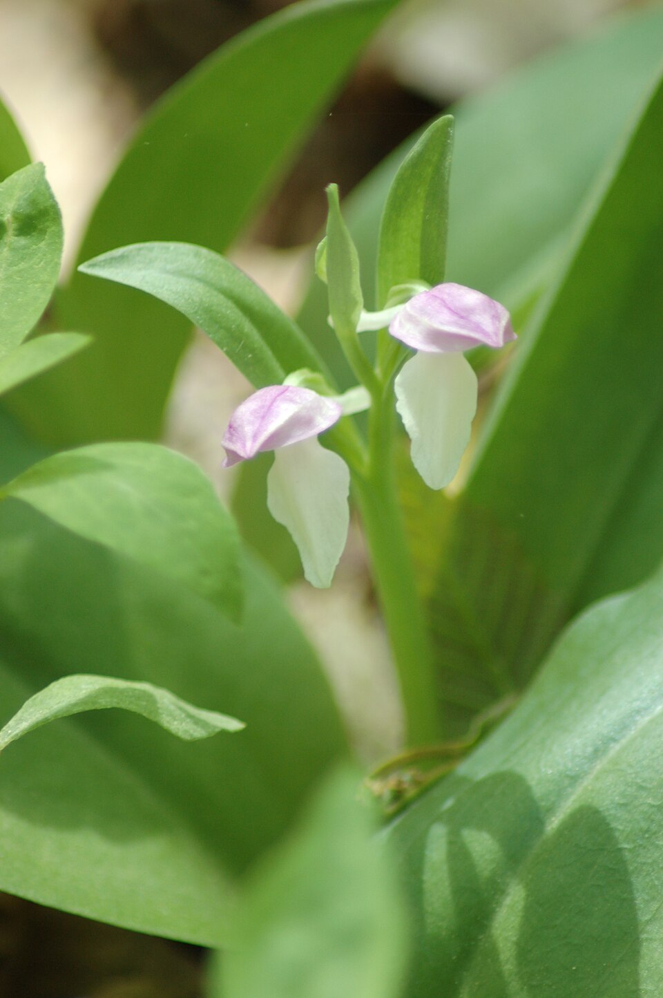Galearis spectabilis (showy orchis) (alternate view 3)