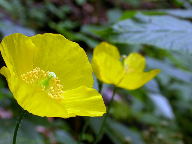 Papaver cambricum (welsh poppy) (alternate view 5)