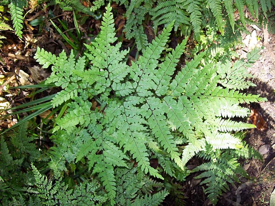 Adiantum formosum (Giant maidenhair fern) (alternate view 2)