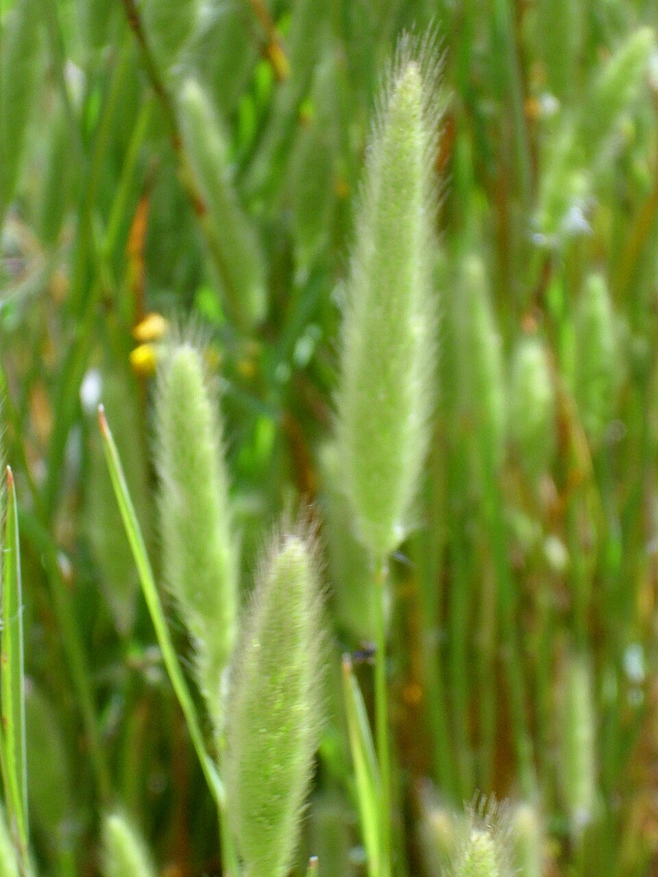 Polypogon monspeliensis (rabbitfoot grass) (alternate view 7)
