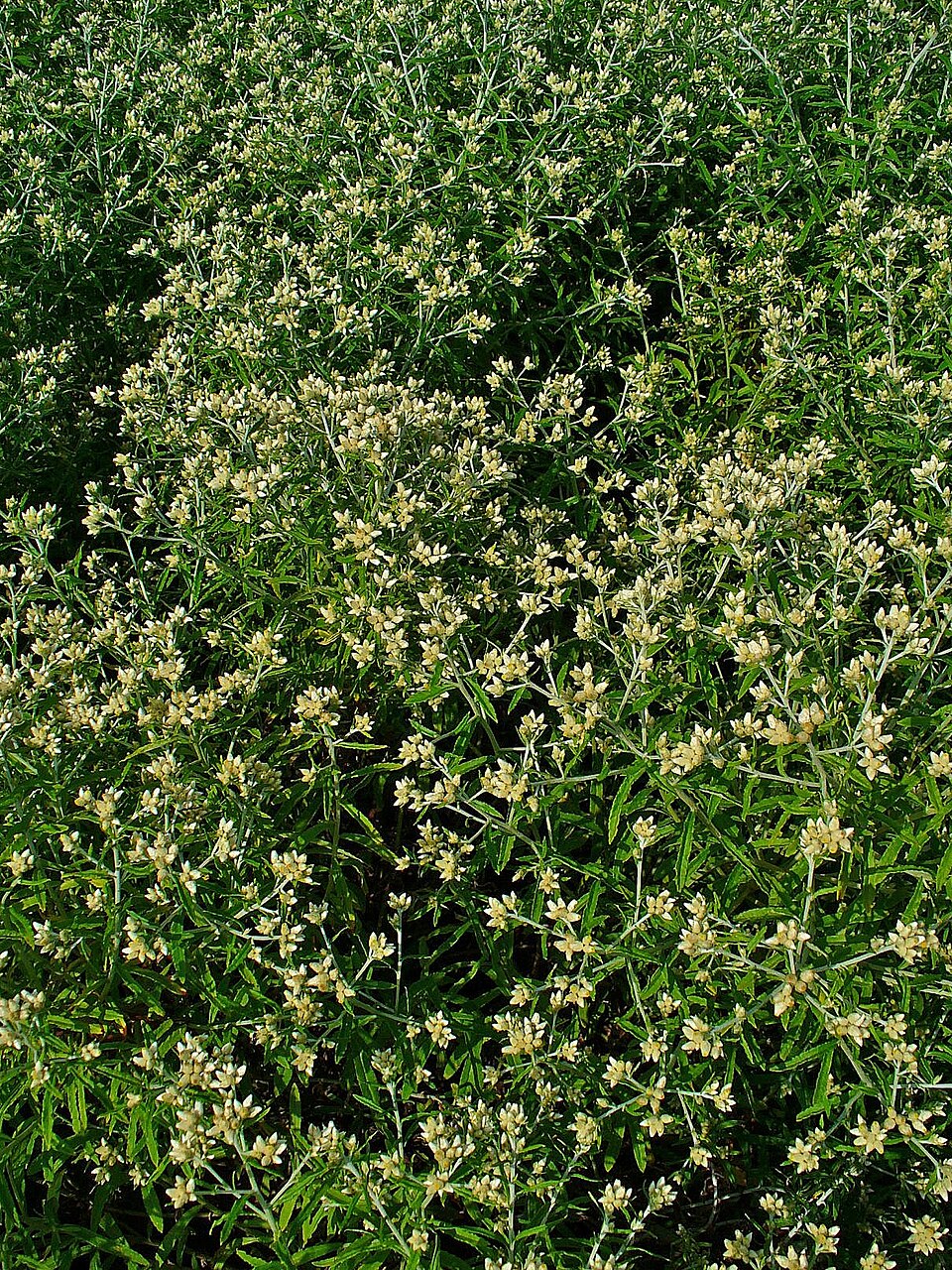 Pseudognaphalium obtusifolium (sweet everlasting) (alternate view 2)