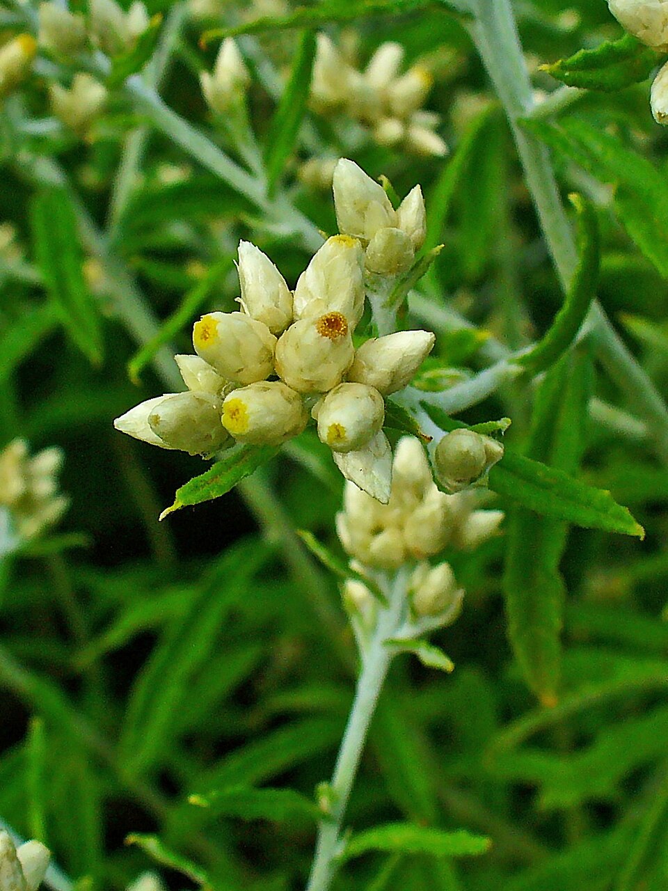 Pseudognaphalium obtusifolium (sweet everlasting) (alternate view 3)