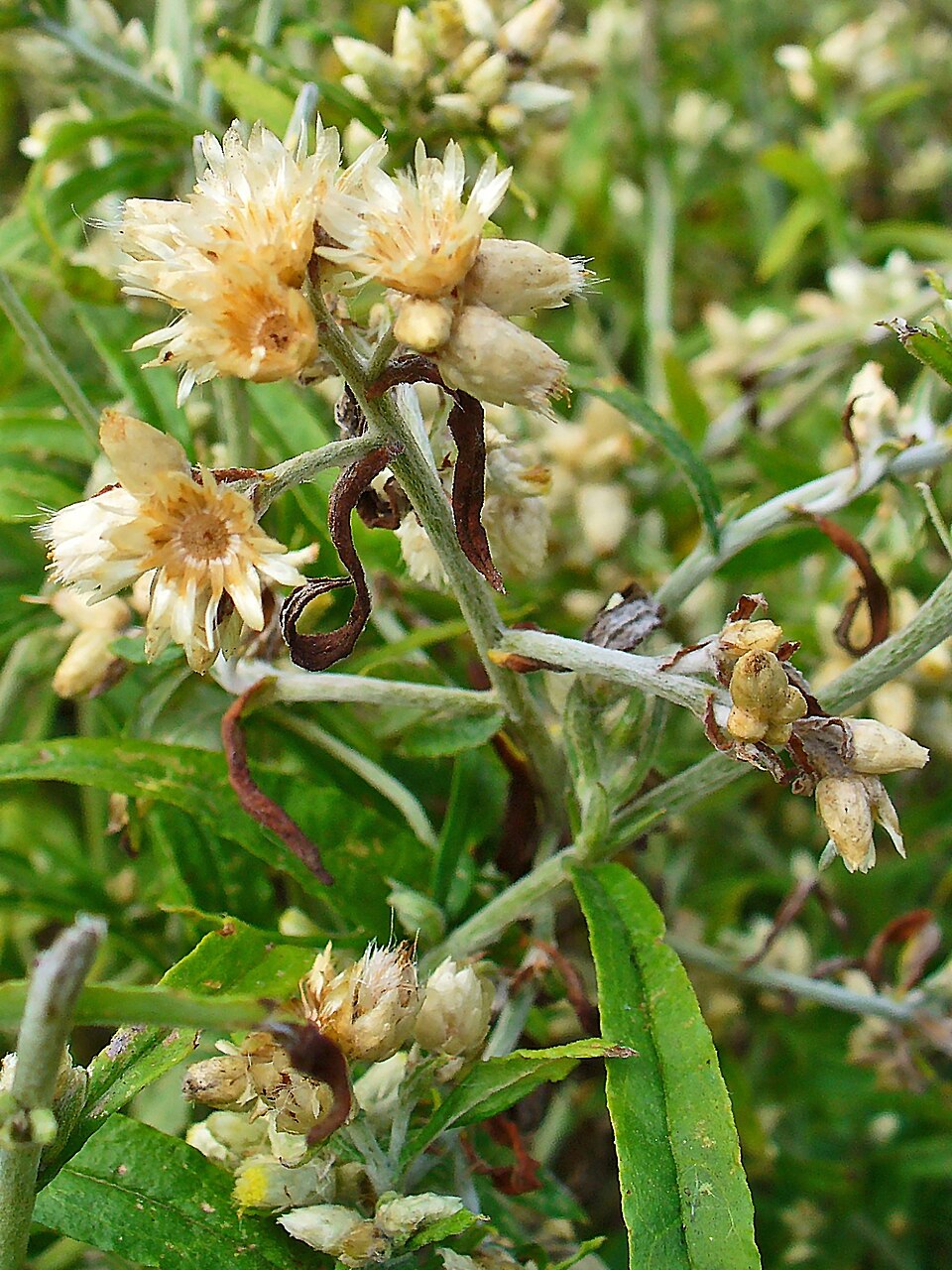 Pseudognaphalium obtusifolium (sweet everlasting) (alternate view 4)