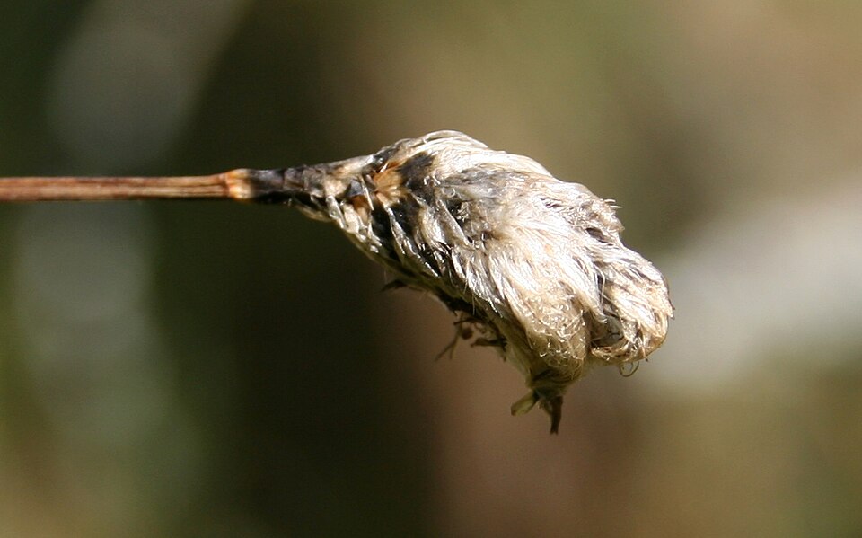 Eriophorum vaginatum (tussock cottongrass)