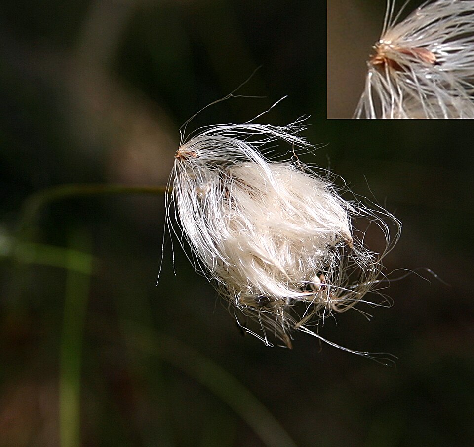 Eriophorum vaginatum (tussock cottongrass)