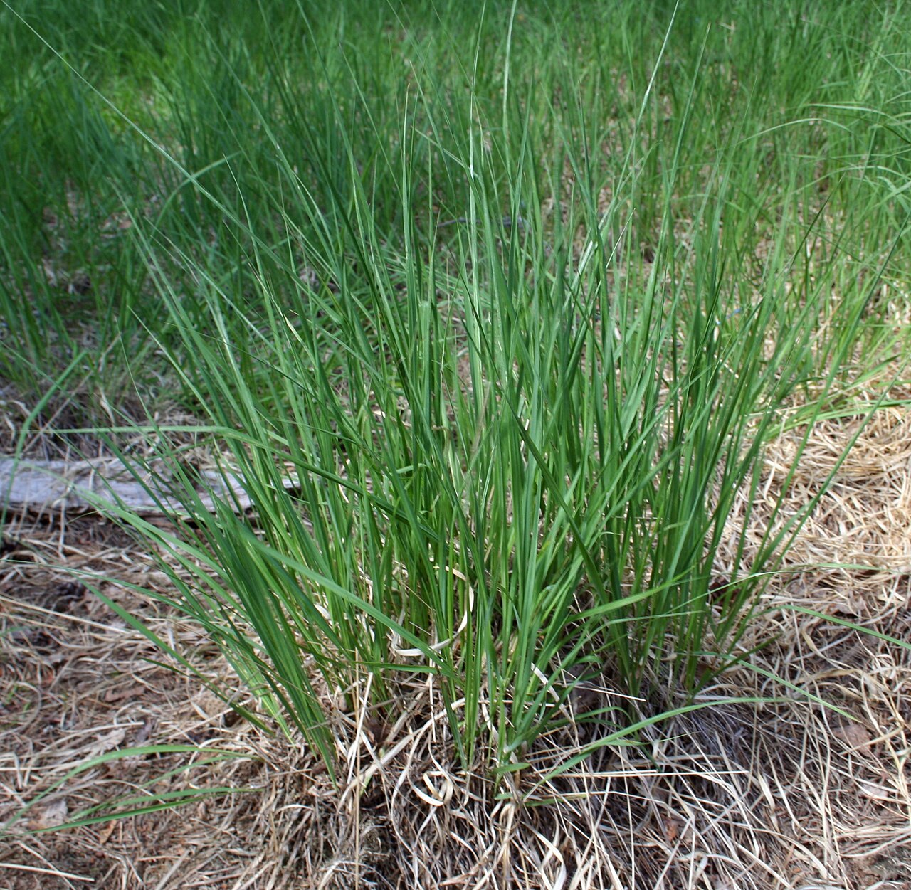 Molinia caerulea, Purple moor grass — clumping deciduous (Poaceae) (image 6 of 9)