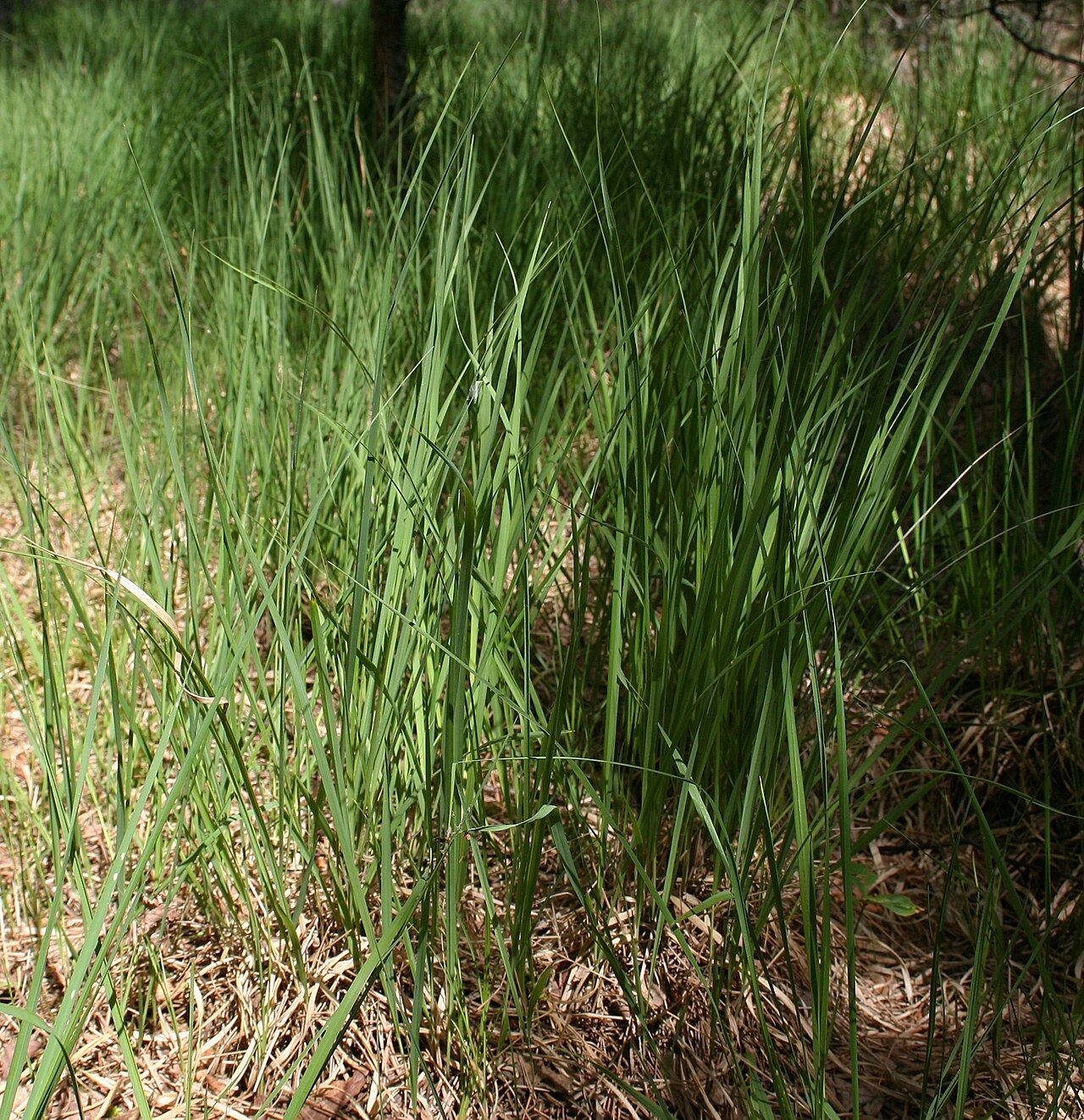 Molinia caerulea, Purple moor grass — clumping deciduous (Poaceae) (image 7 of 9)