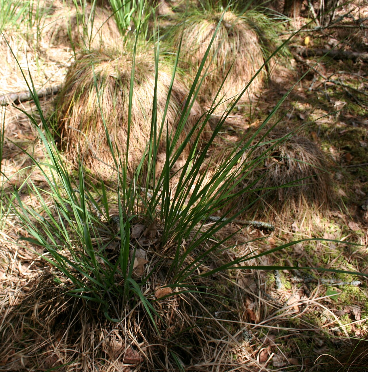 Molinia caerulea, Purple moor grass — clumping deciduous (Poaceae) (image 8 of 9)