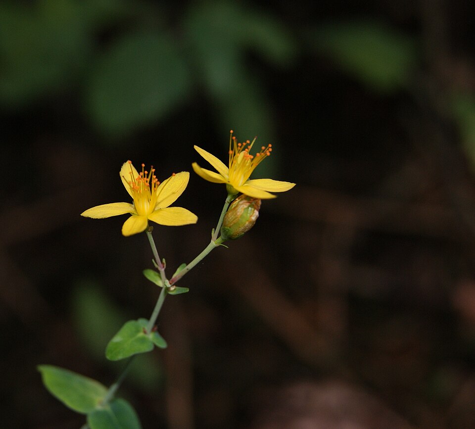 Hypericum pulchrum (Slender St John's-wort)