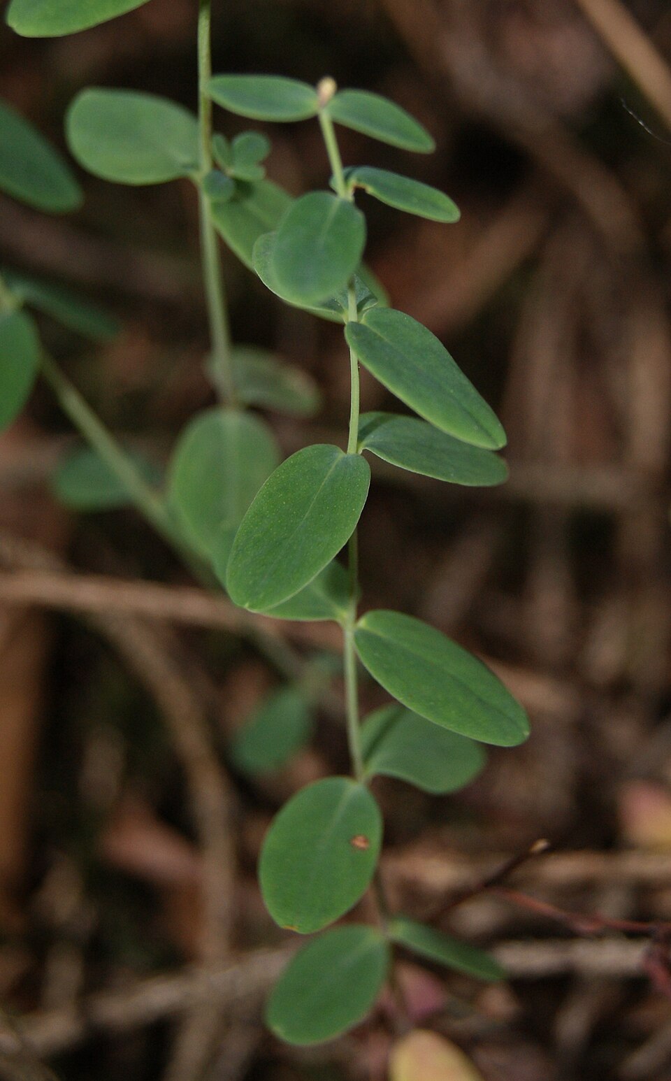 Hypericum pulchrum (Slender St John's-wort)
