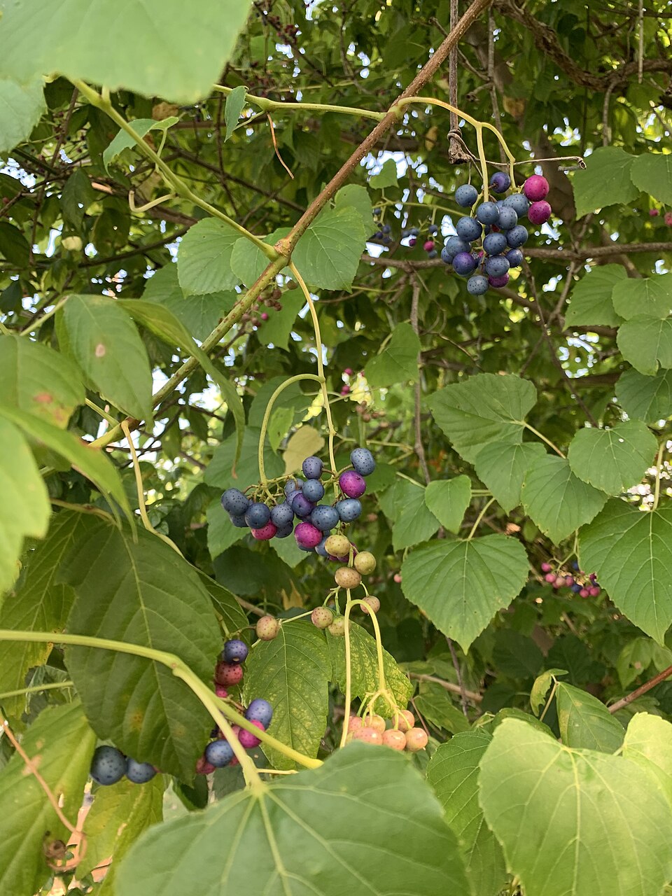 Ampelopsis cordata (heart leaf peppervine) (alternate view 6)