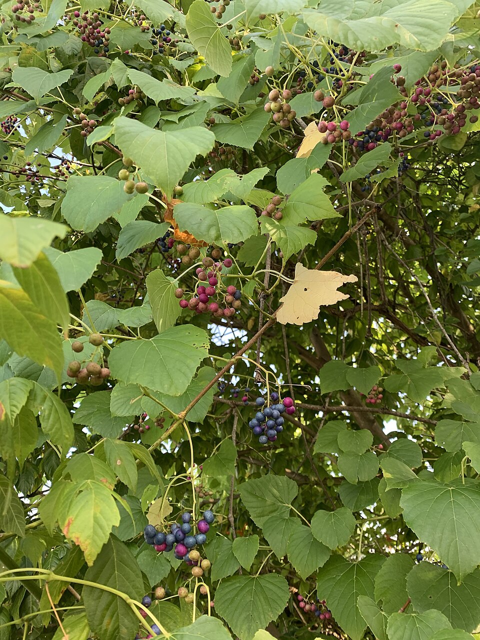 Ampelopsis cordata (heart leaf peppervine) (alternate view 7)