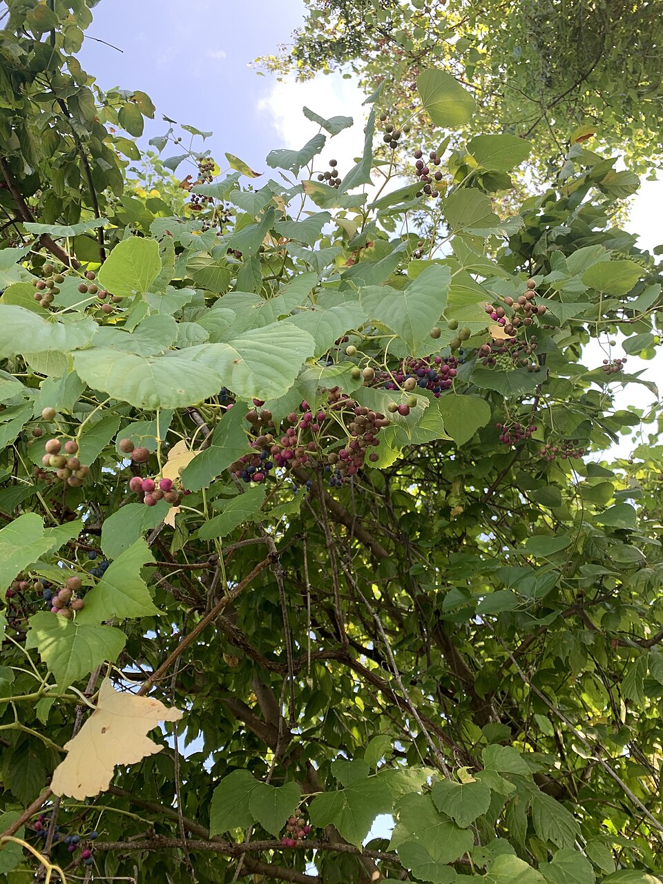 Ampelopsis cordata (heart leaf peppervine) (alternate view 8)