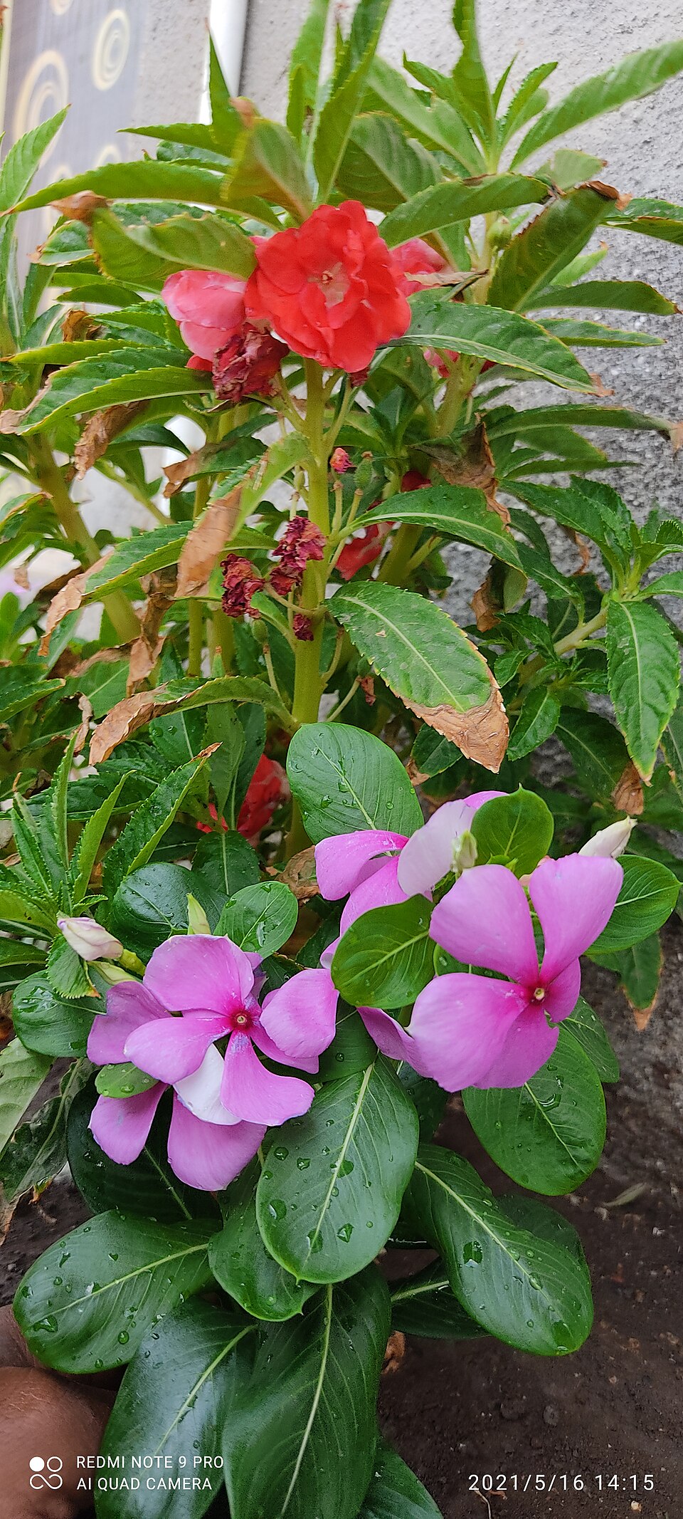 Catharanthus roseus (Vinca / Periwinkle) (alternate view 8)
