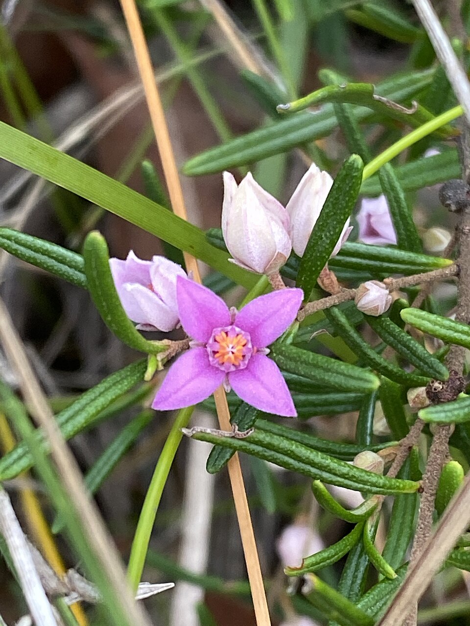 Boronia rosmarinifolia (Pink Boronia) (alternate view 2)