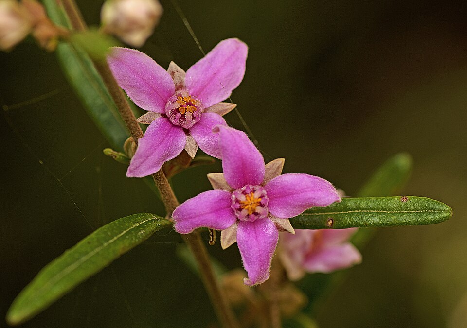 Boronia rosmarinifolia (Pink Boronia) (alternate view 3)