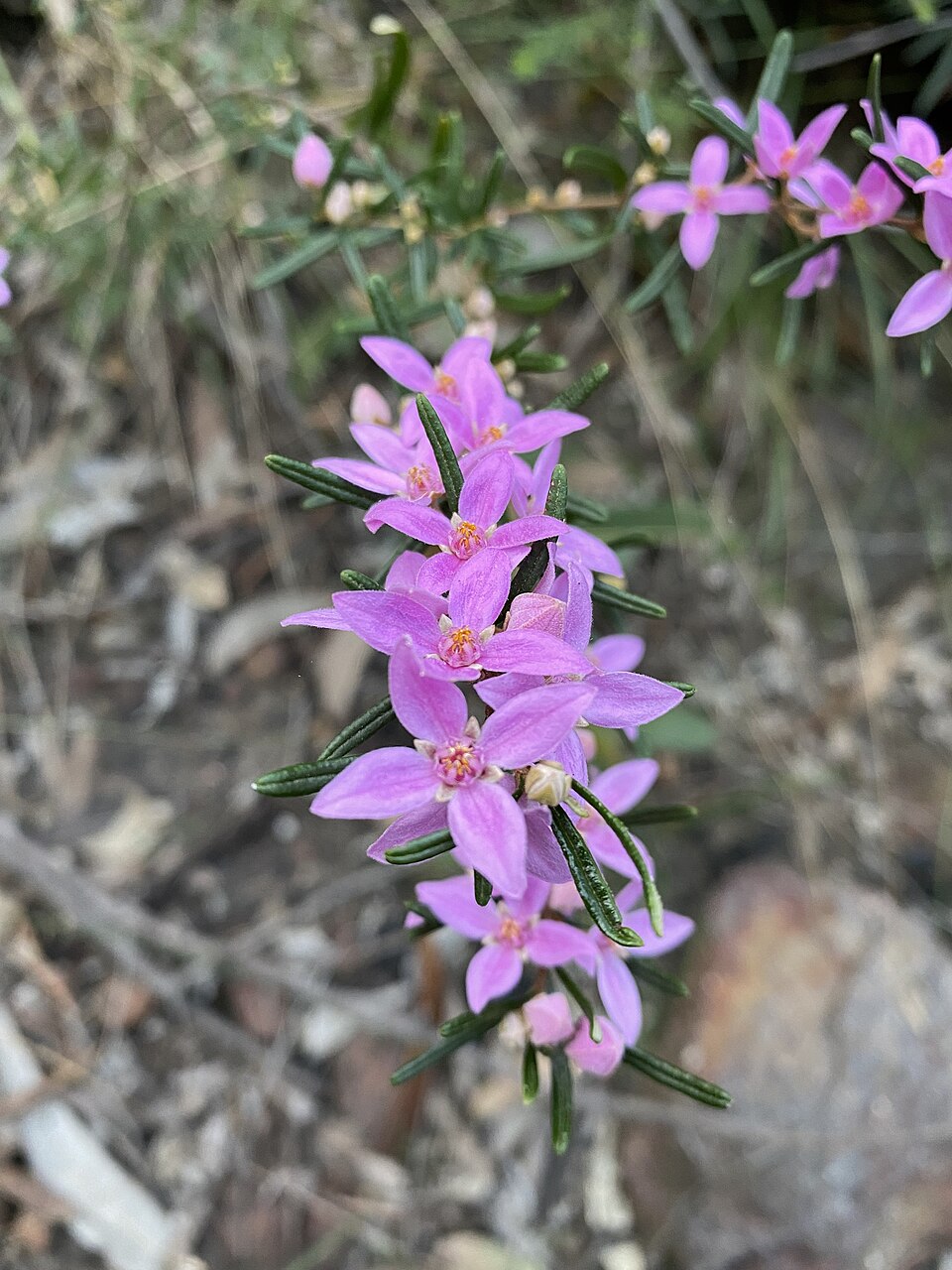Boronia rosmarinifolia (Pink Boronia) (alternate view 4)