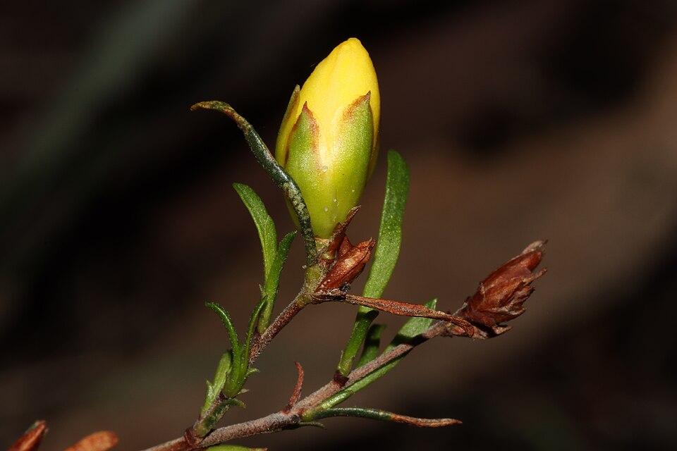 Hibbertia virgata (Twiggy Guinea-flower) (alternate view 6)