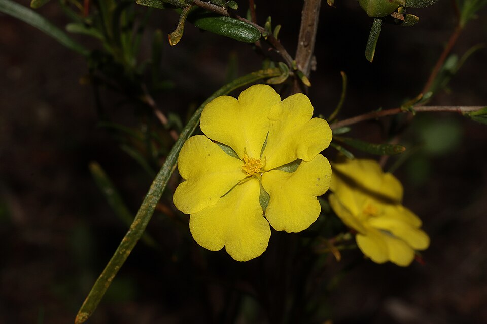 Hibbertia virgata (Twiggy Guinea-flower) (alternate view 7)
