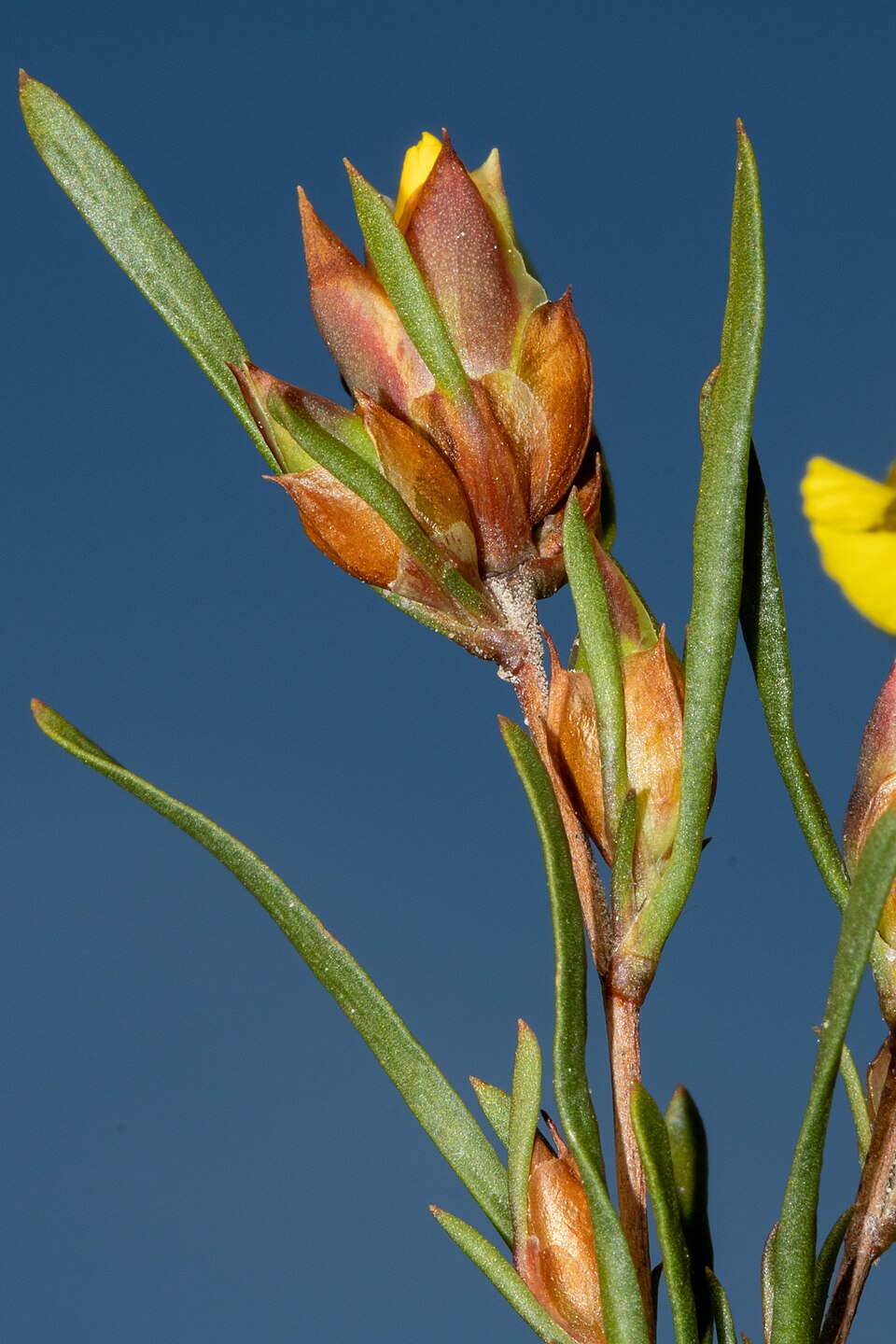 Hibbertia virgata (Twiggy Guinea-flower) (alternate view 8)