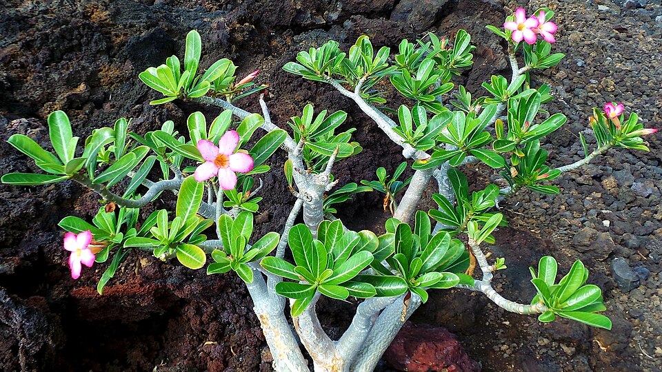 Adenium obesum (Desert Rose) (alternate view 9)