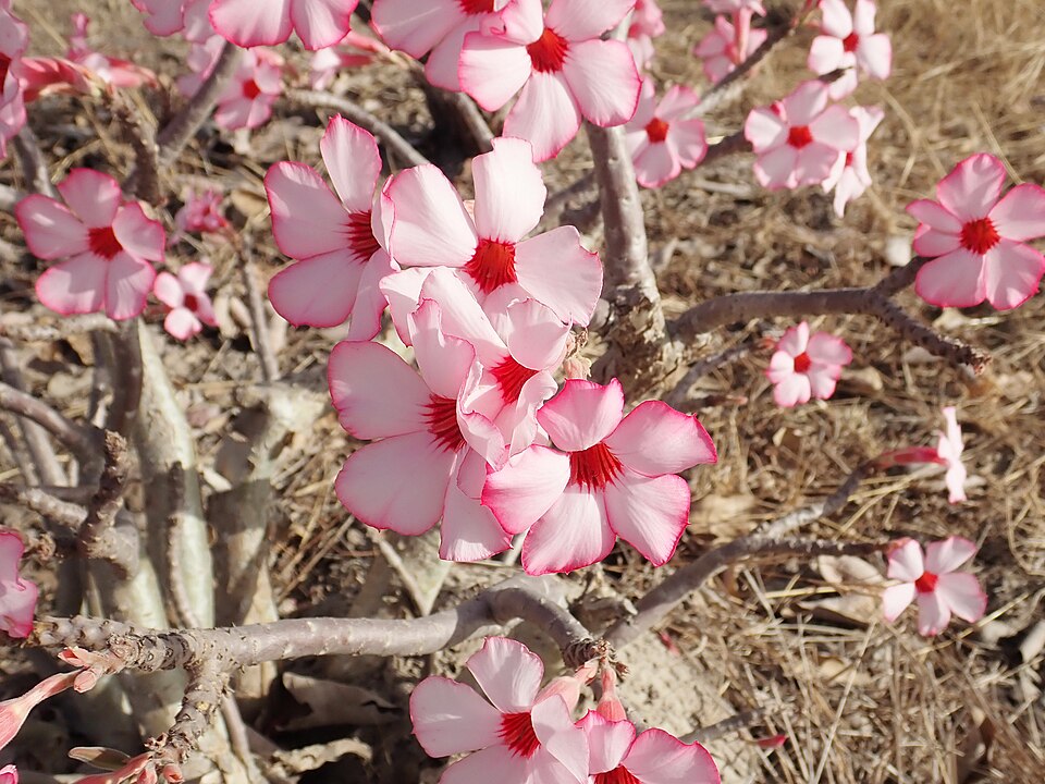 Adenium obesum (Desert Rose) (alternate view 10)