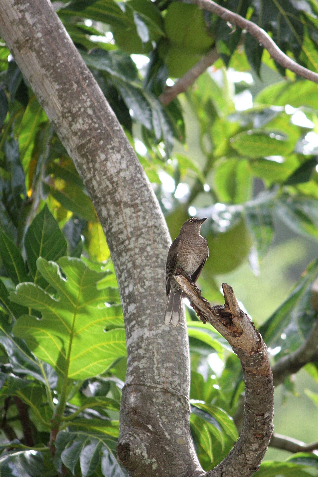 Artocarpus altilis, Breadfruit — spreading evergreen (Moraceae) (image 3 of 5)