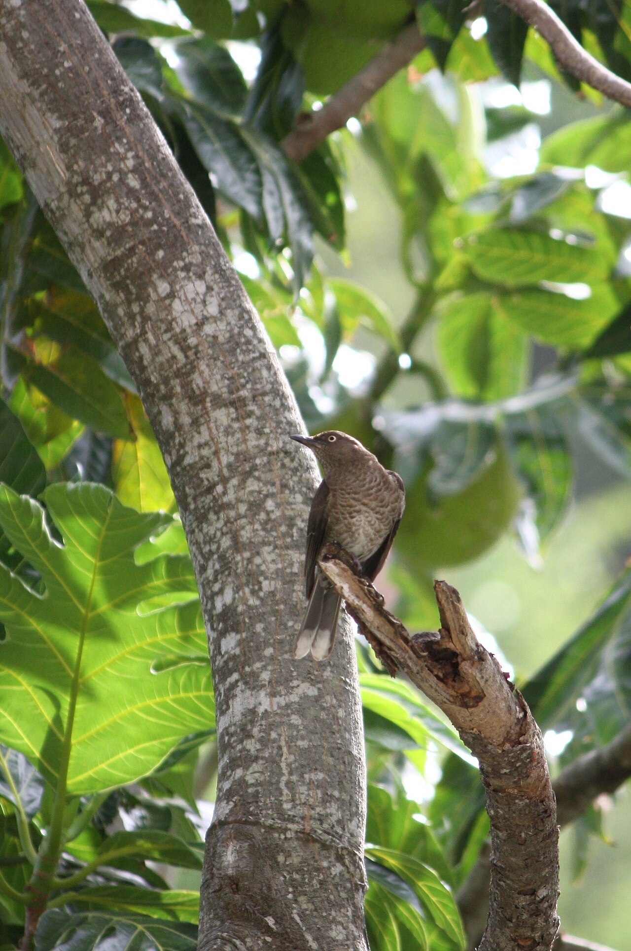 Artocarpus altilis, Breadfruit — spreading evergreen (Moraceae) (image 4 of 5)