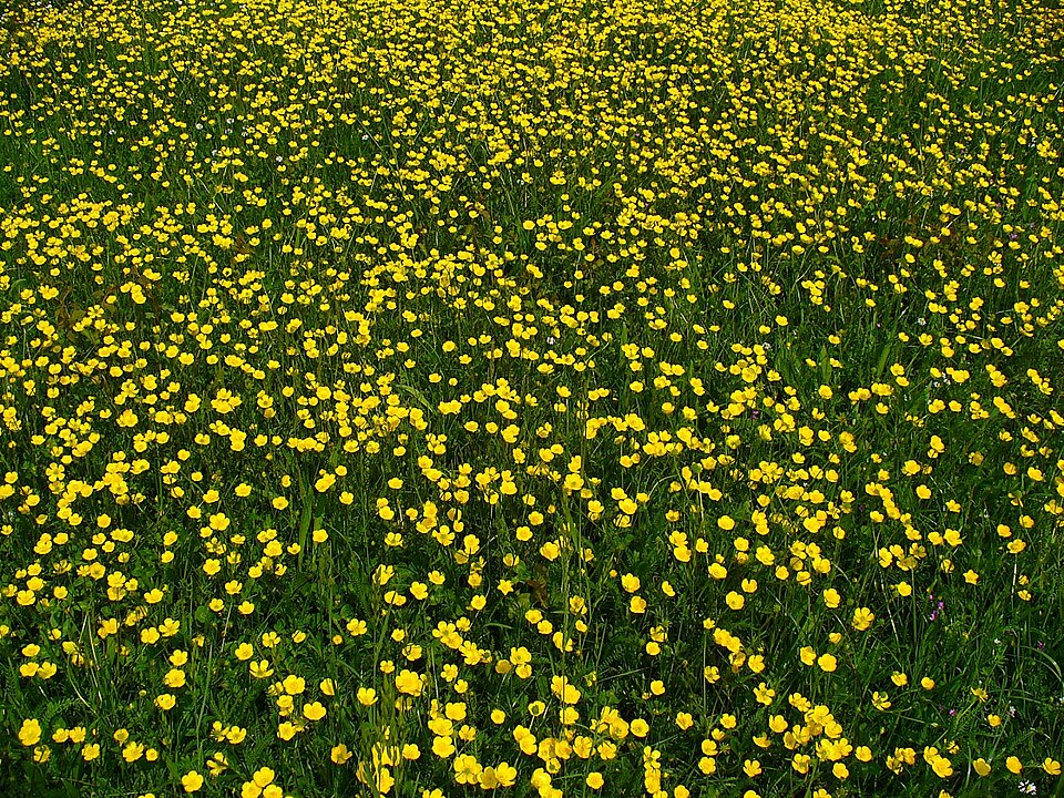 Ranunculus bulbosus (bulbous buttercup) (alternate view 7)