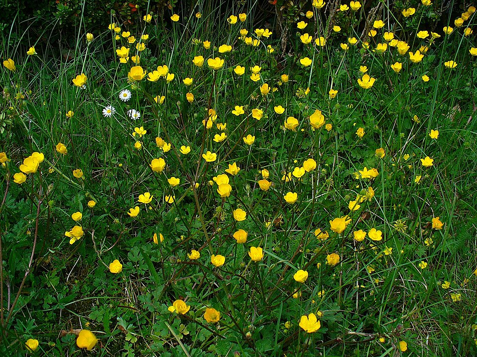 Ranunculus bulbosus (bulbous buttercup) (alternate view 8)