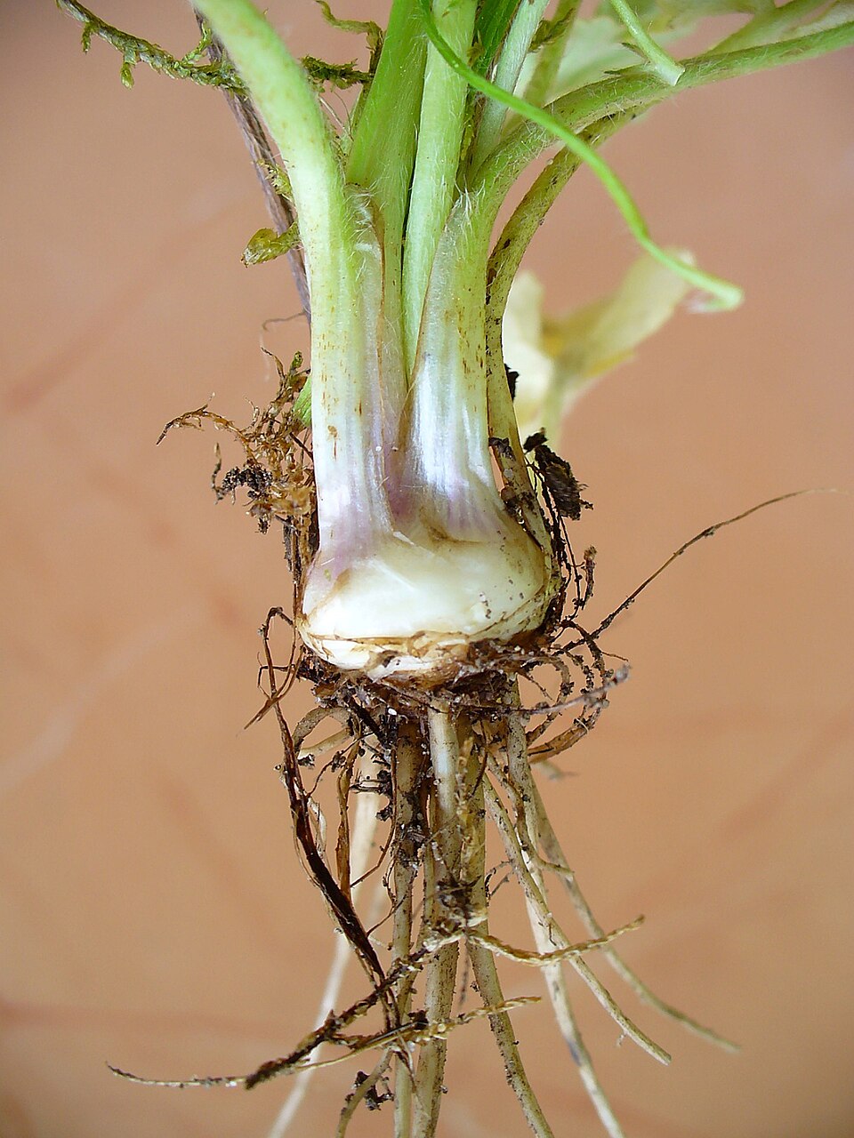 Ranunculus bulbosus (bulbous buttercup) (alternate view 9)