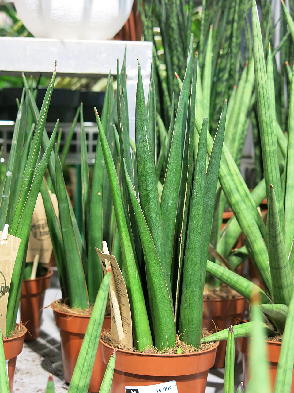 Sansevieria (Mother-in-law's Tongues) (alternate view 8)
