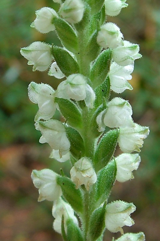 Goodyera pubescens (downy rattlesnake plantain)