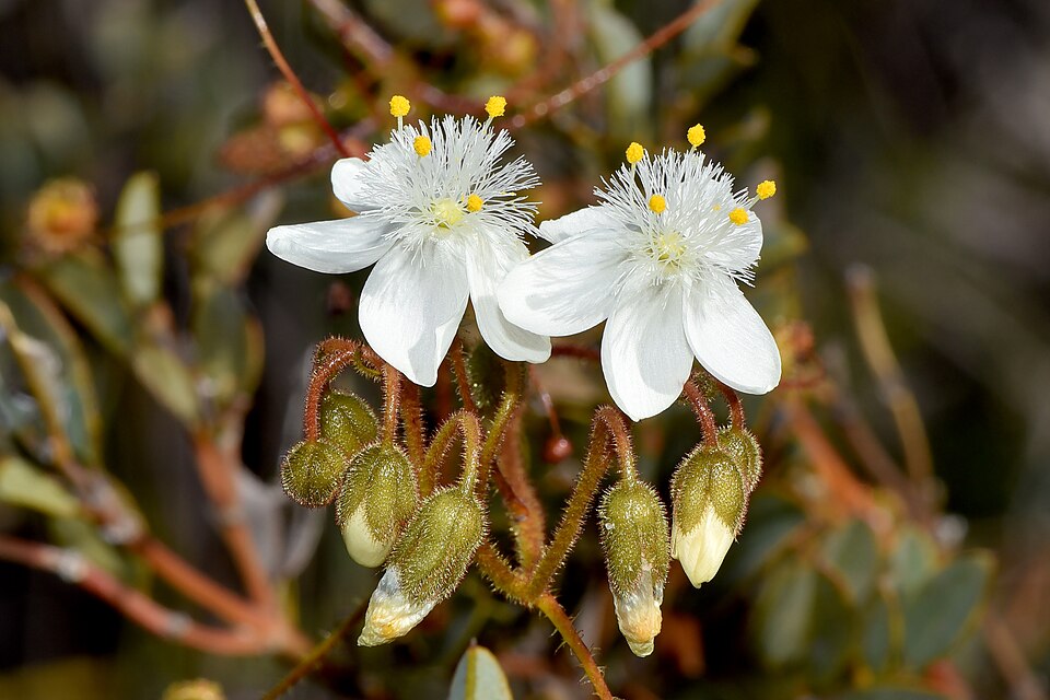 Drosera pallida (Pale Rainbow) (alternate view 10)