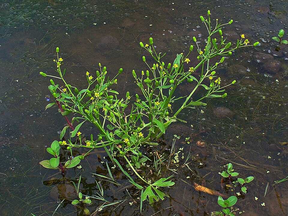 Ranunculus sceleratus (cursed crowfoot)