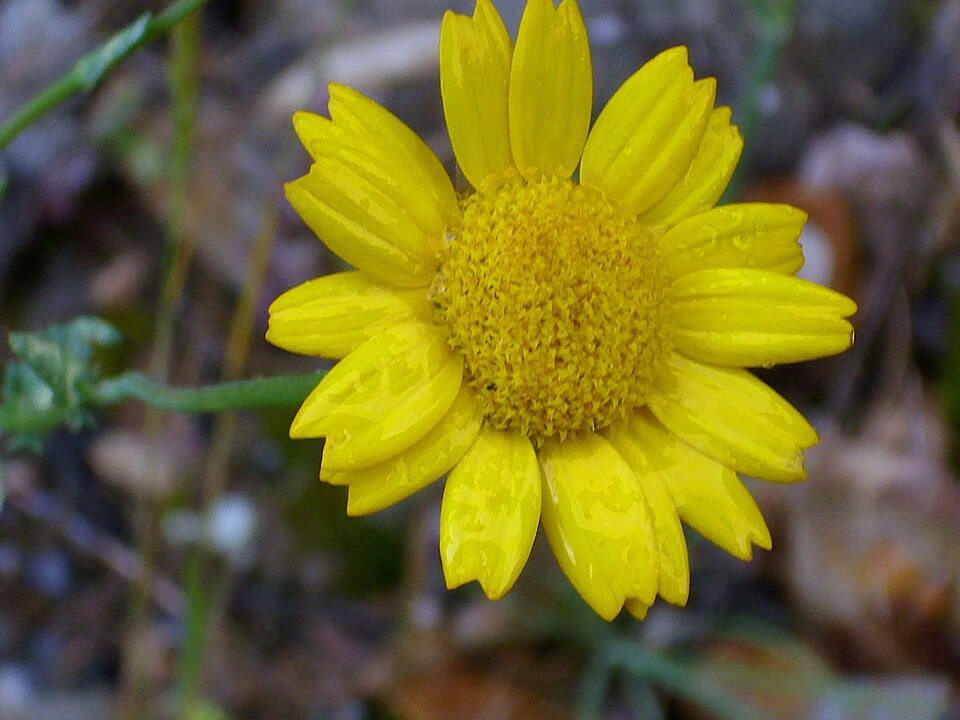 Glebionis segetum (Corn Marigold)