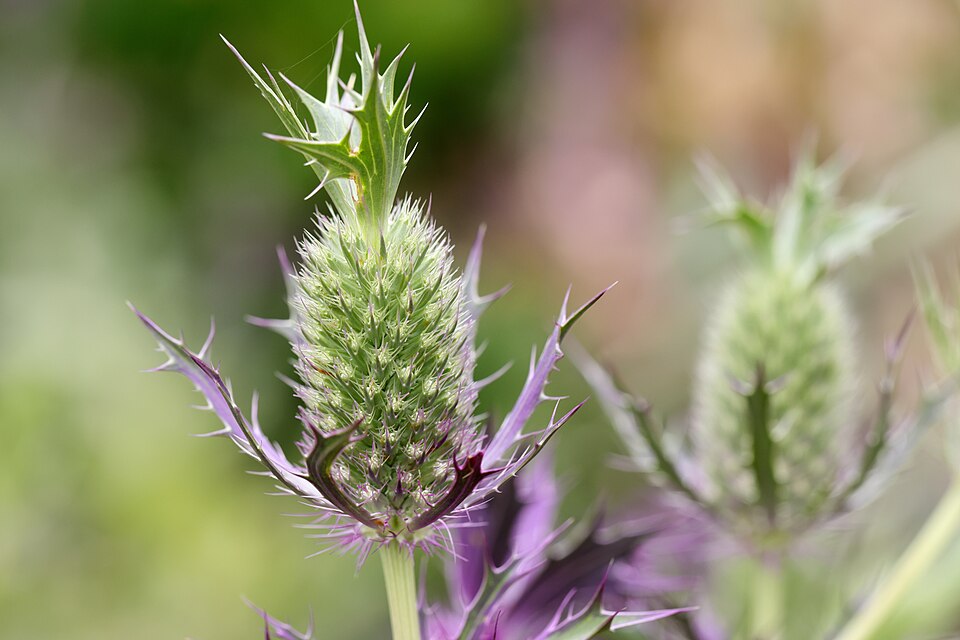 Eryngium leavenworthii (Leavenworth's eryngo) (alternate view 3)