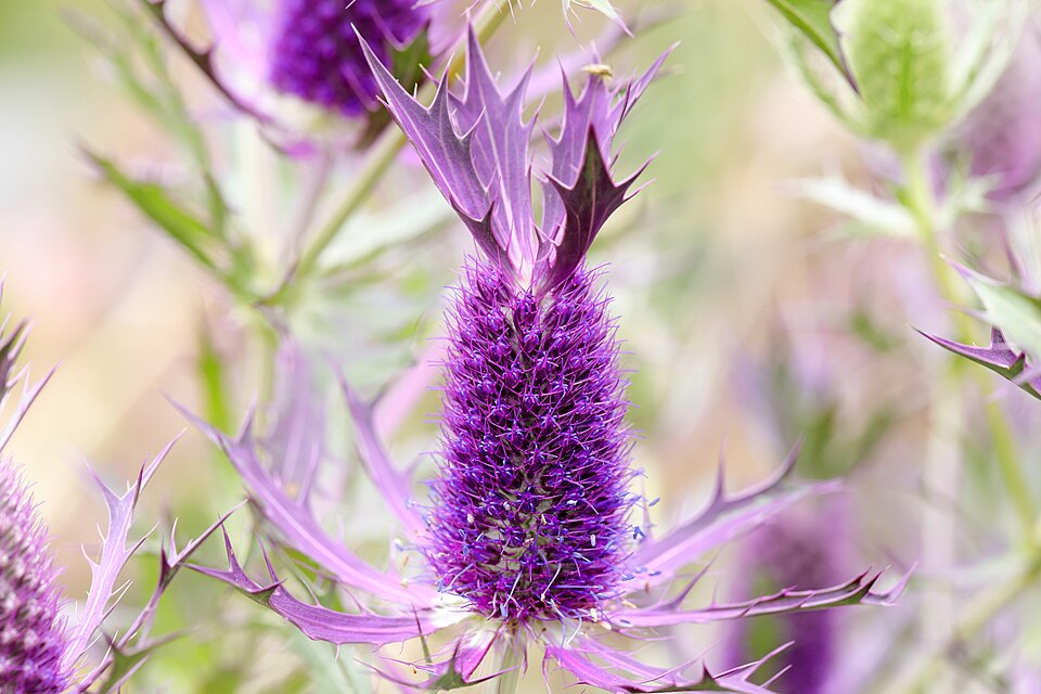 Eryngium leavenworthii (Leavenworth's eryngo) (alternate view 4)