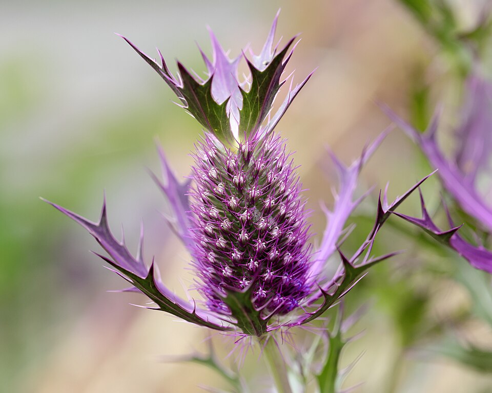 Eryngium leavenworthii (Leavenworth's eryngo) (alternate view 5)