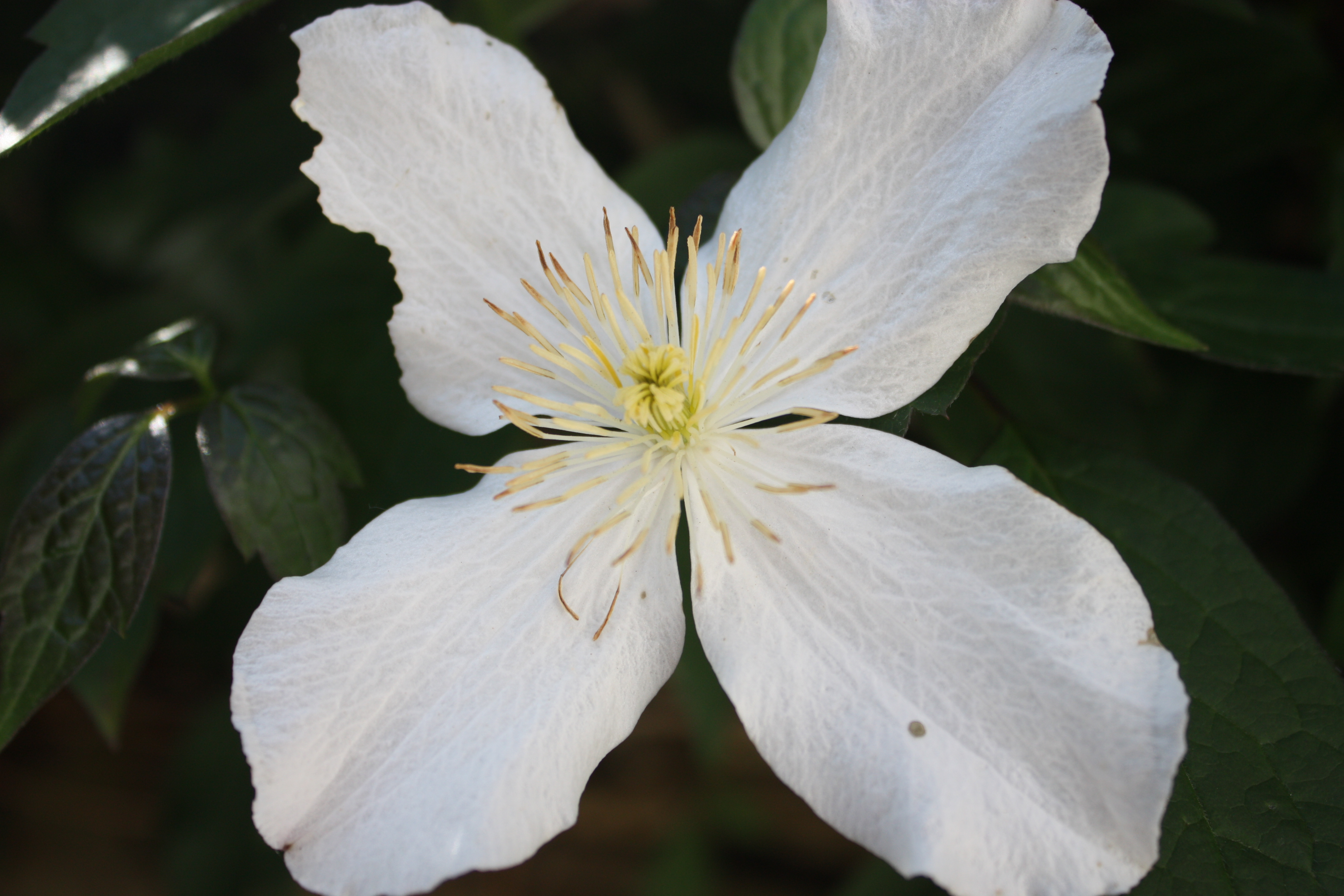 Clematis montana, Himalayan clematis — climbing deciduous (Ranunculaceae) (image 4 of 10)