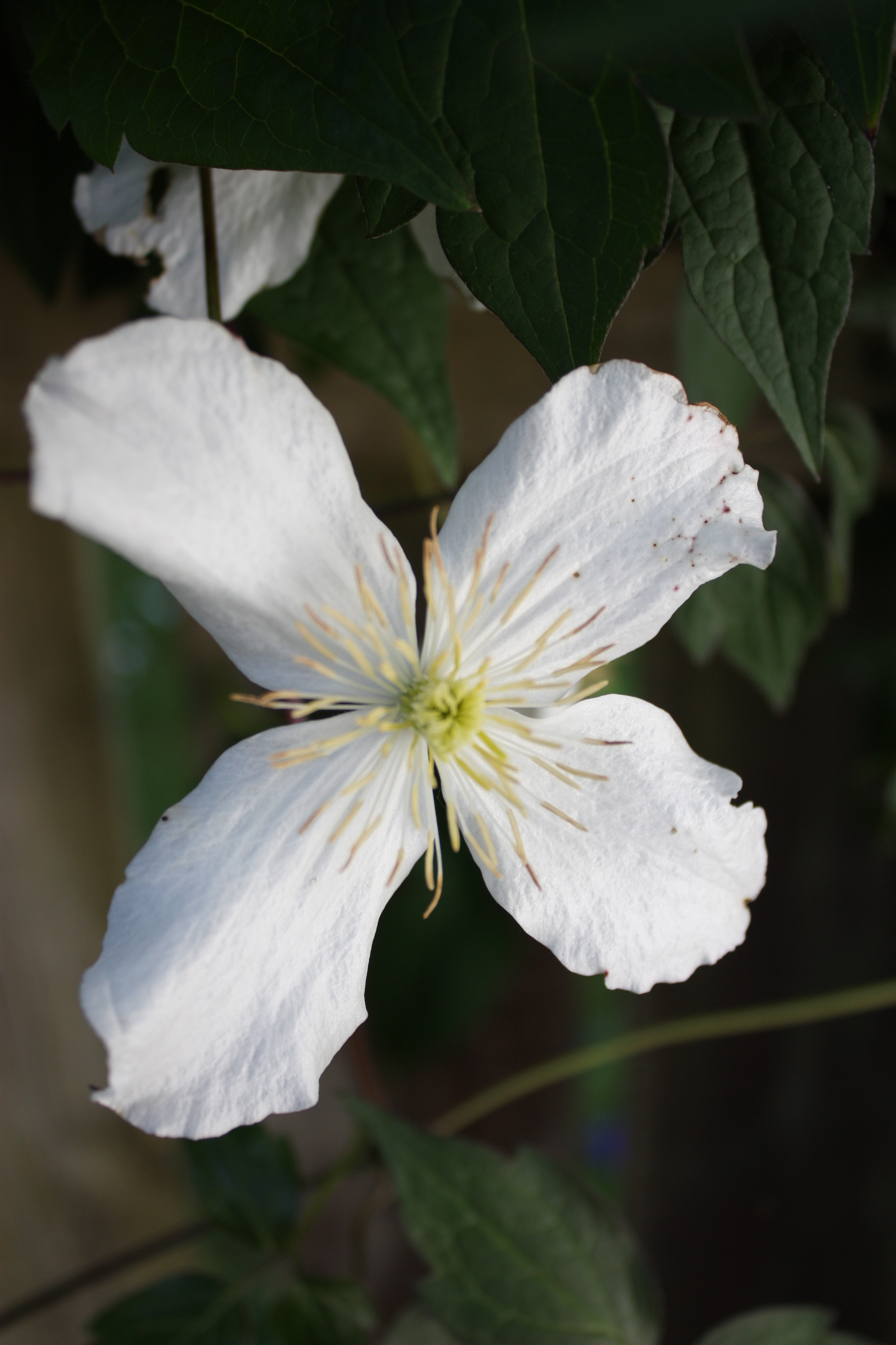 Clematis montana, Himalayan clematis — climbing deciduous (Ranunculaceae) (image 5 of 10)
