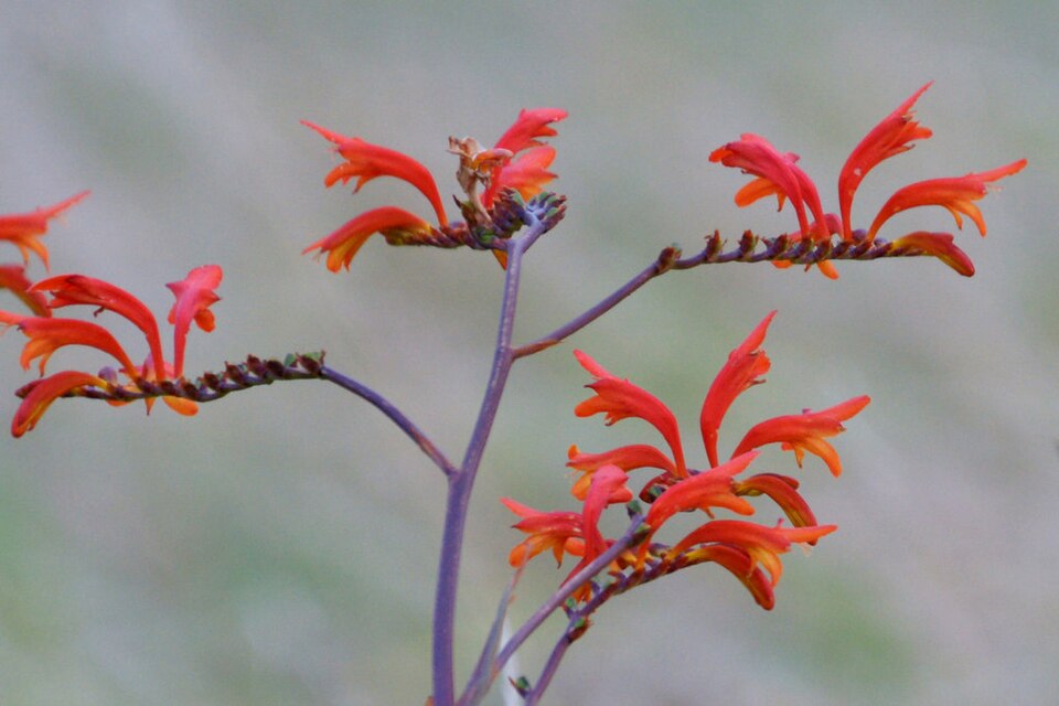 Crocosmia (Montbretias) (alternate view 4)
